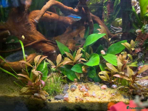 Snails fish - Advert 1