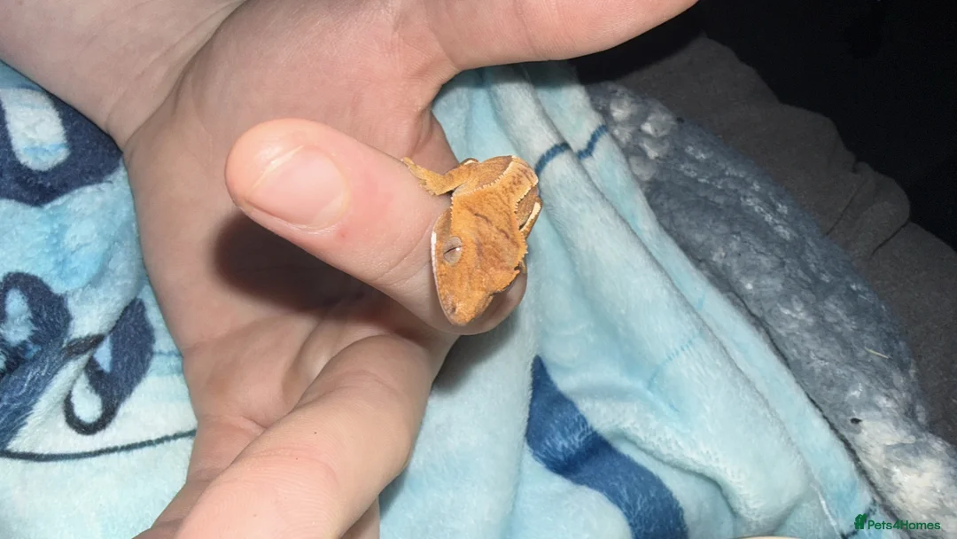 Gecko reptiles for sale: Baby crested gecko with enclosure need gone ASAP   - Advert 3