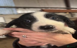 Sprollie dogs for sale: Spoillies  - Advert 5