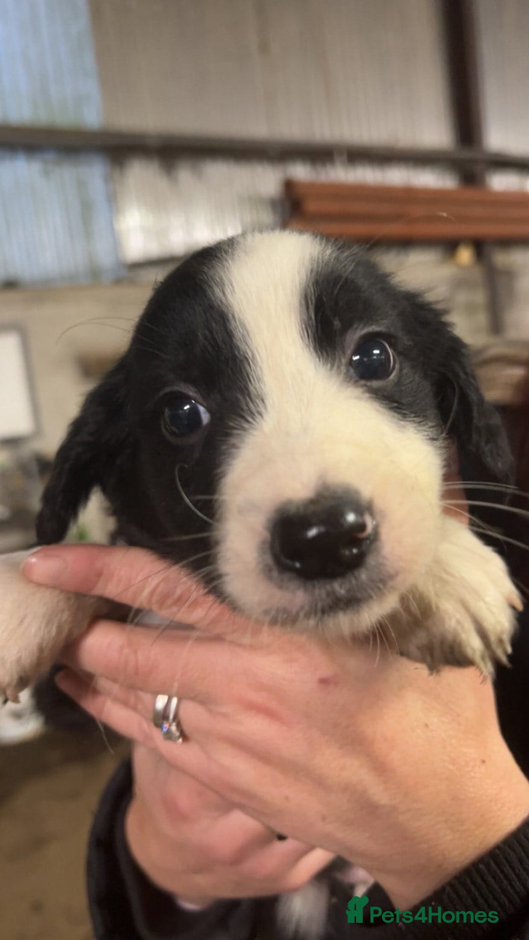 Sprollie dogs for sale: Spoillies  - Advert 5