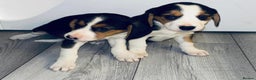Beagle dogs for sale: Beagle Puppies - Advert 11