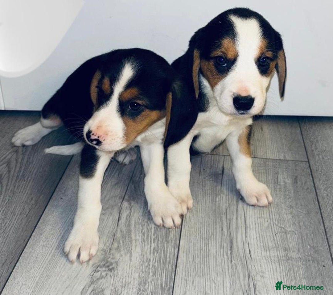 Beagle dogs for sale: Beagle Puppies - Advert 11