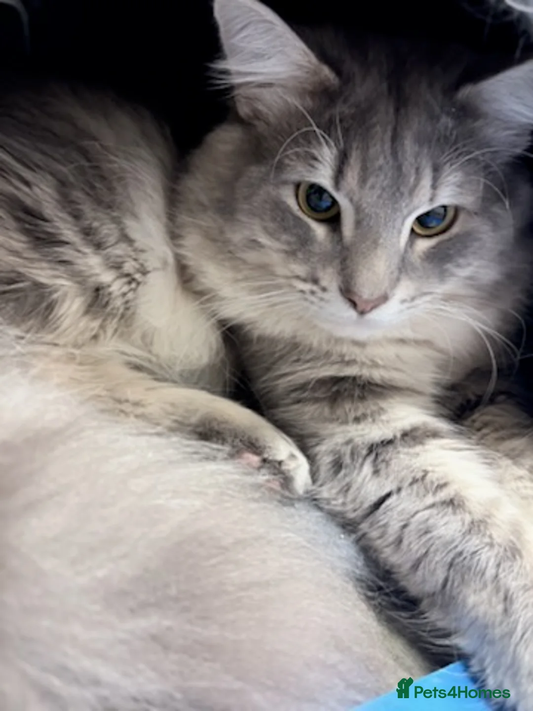 Norwegian Forest Cat cats for stud: 1 year old male for stud  - Advert 3