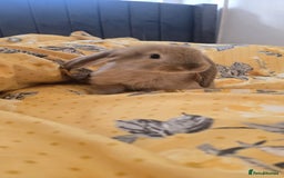 French Lop rabbits for sale: Beautiful French Lop bunnies - Image 30