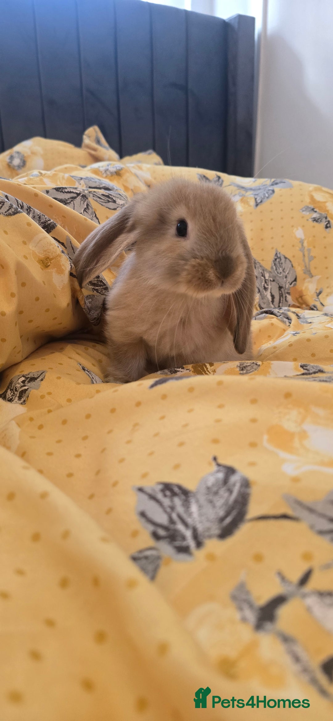 French Lop rabbits for sale: Beautiful French Lop bunnies - Image 30