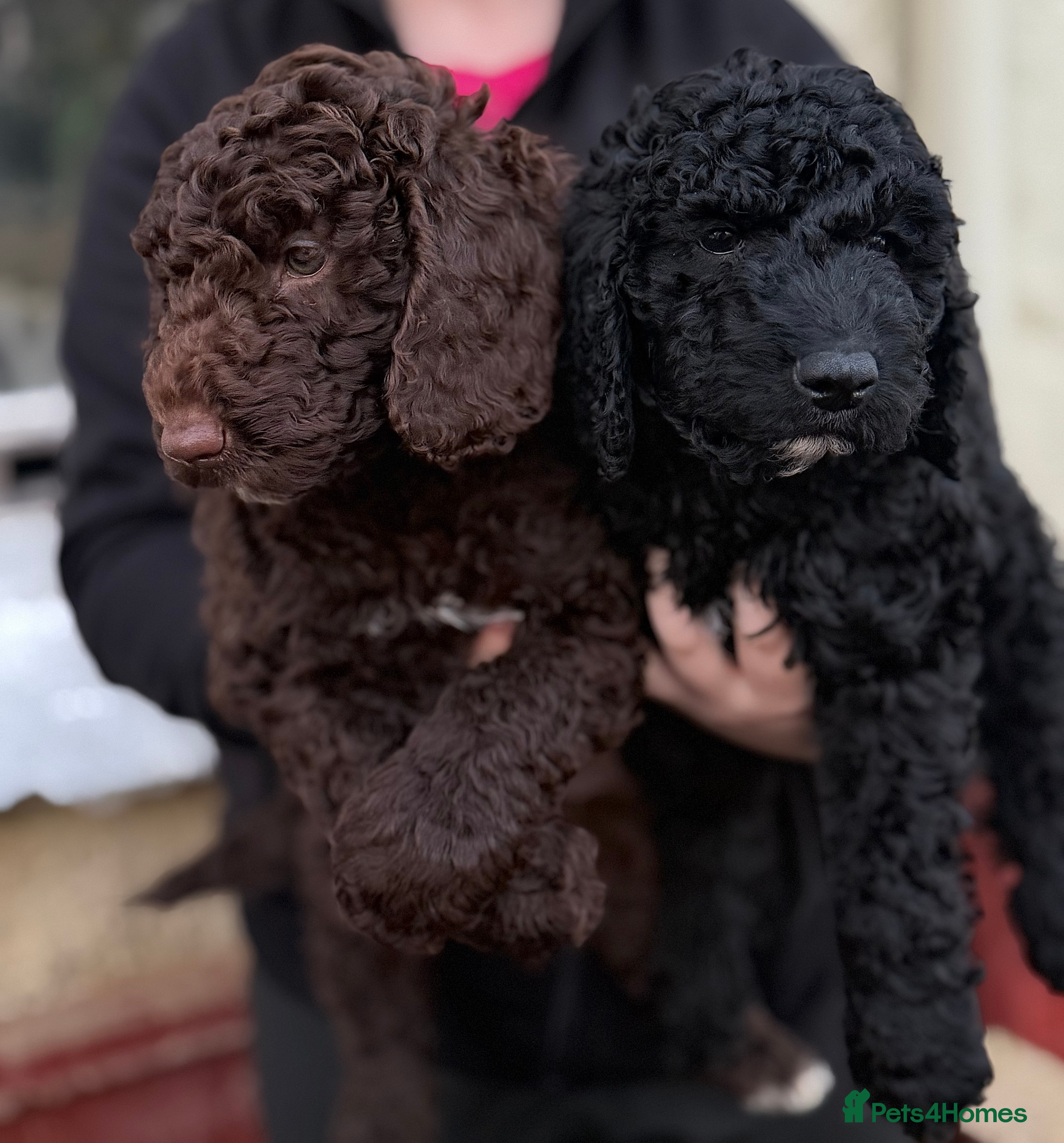 Goldendoodle dogs Goldendoodles Ready Now - Advert 2