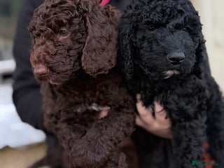 Goldendoodle dogs Goldendoodles Ready Now - Advert 2