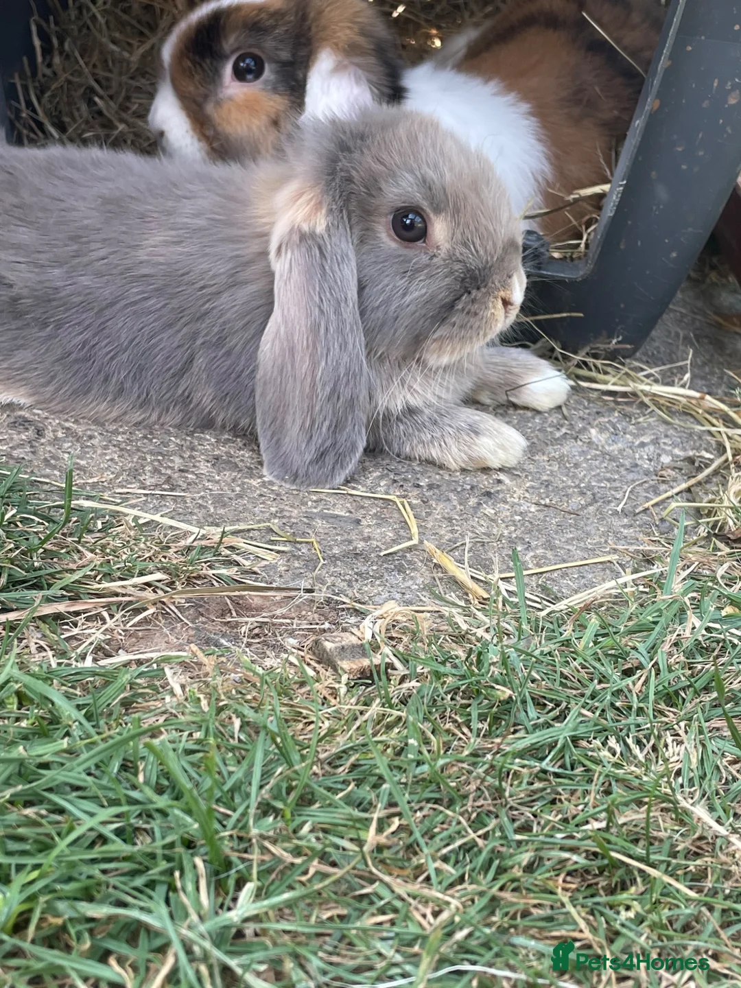 Mini Lop rabbits for sale: Mini lops does for sale  - Advert 2