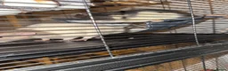 Rat rodents for sale: Male rats  in Bradford - Advert 3