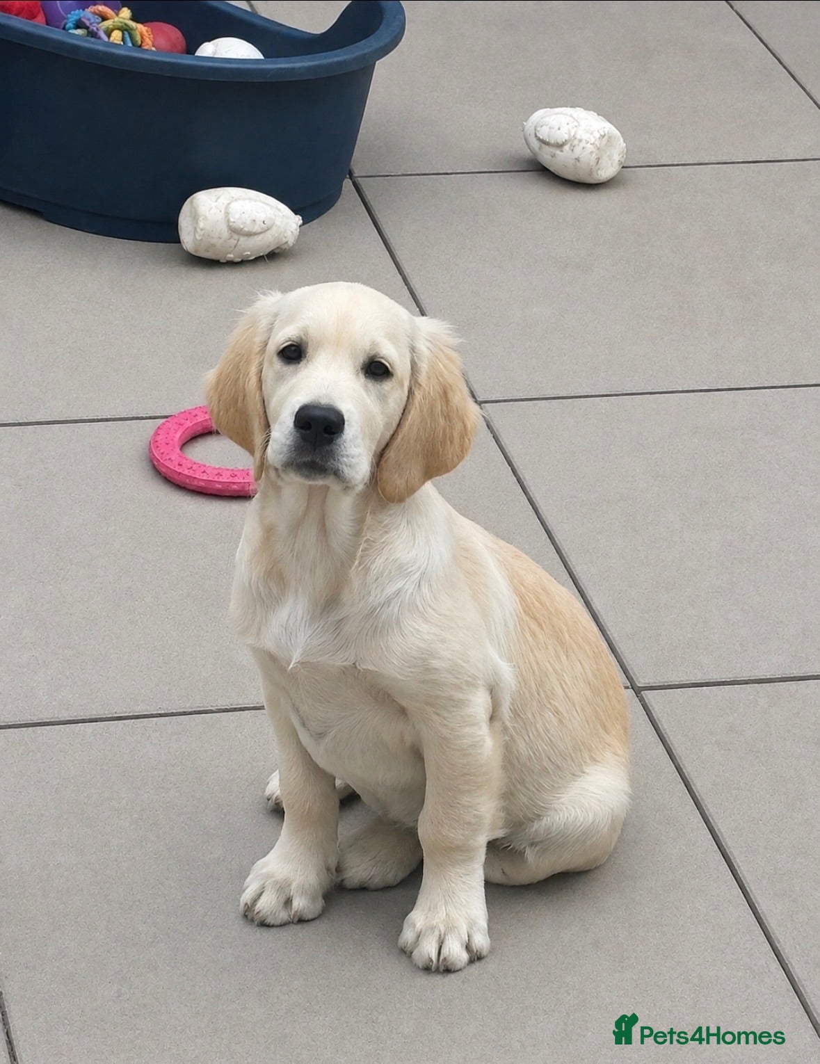 Golden Retriever dogs Lovely Female Available  - Advert 1