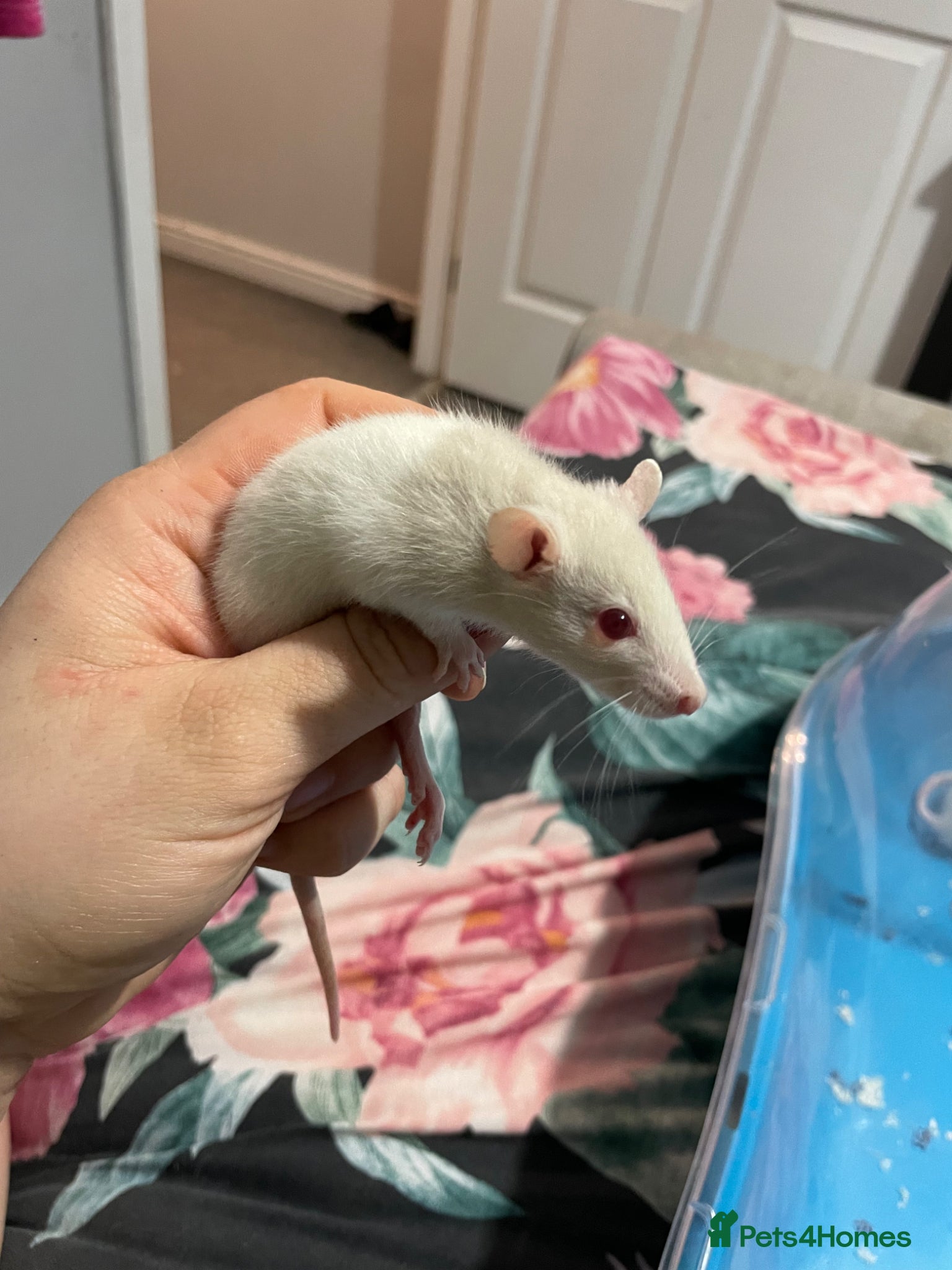 Rat rodents 9 Rat babies available  - Advert 17