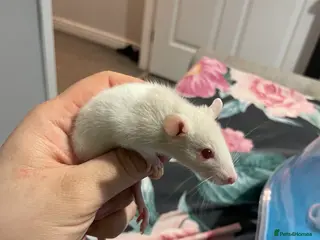 Rat rodents 9 Rat babies available - Advert 17