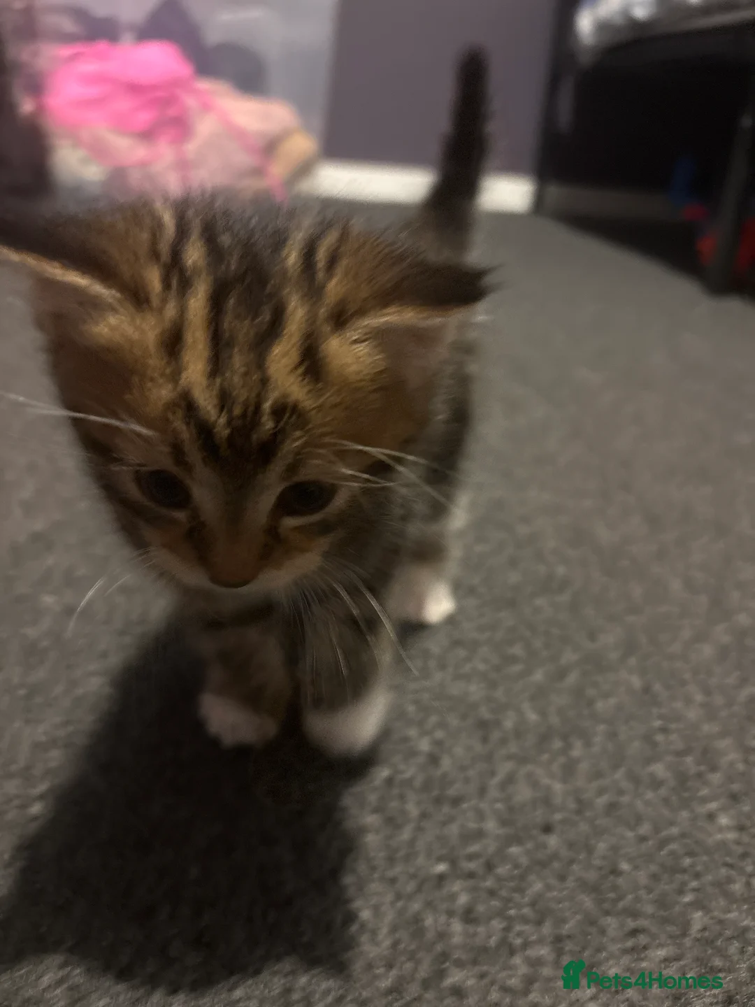 British Shorthair cats for sale: Kitten for sale with mum cat - Advert 2