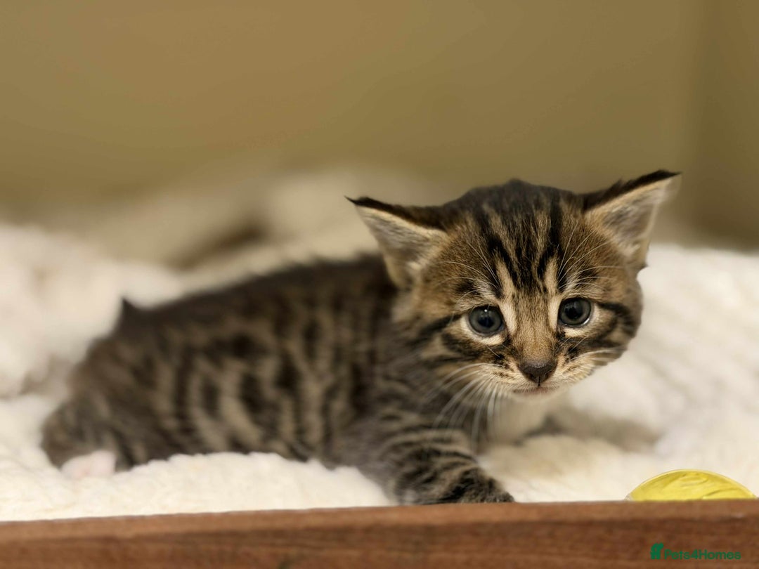 Mixed Breed cats for sale: Beautiful Half Bengal kittens - Advert 8