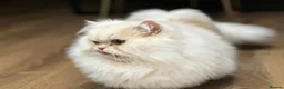 Munchkin cats for sale: Munchkin Persian male cat - Advert 5