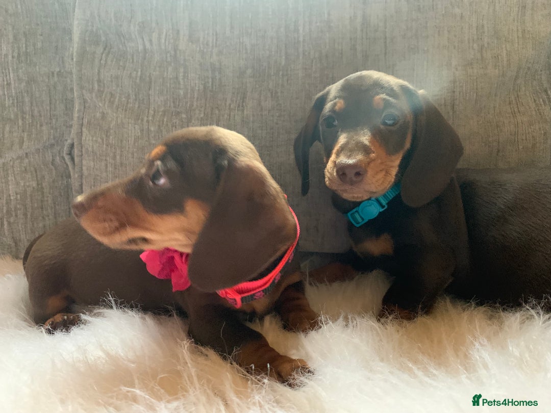 Miniature Dachshund dogs for sale: Minature Dashound boy&girl Ready Now - Image 5