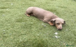Miniature Dachshund dogs for sale: Mini dachshund puppies for sale !!!  - Image 10