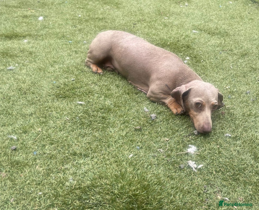 Miniature Dachshund dogs for sale: Mini dachshund puppies for sale !!!  - Image 10