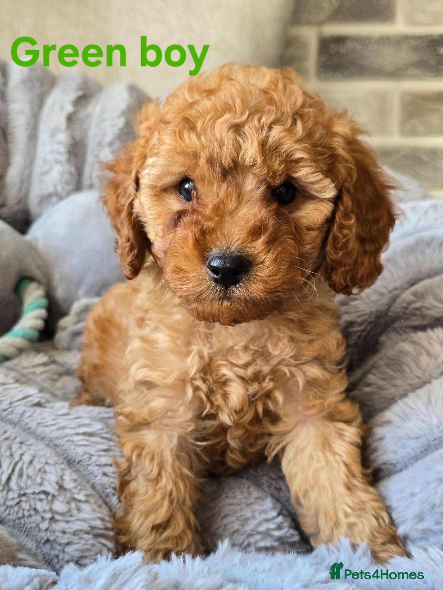 Cavapoo dogs ❤️Cavapoo F1b❤️ DNA tested  - Advert 2