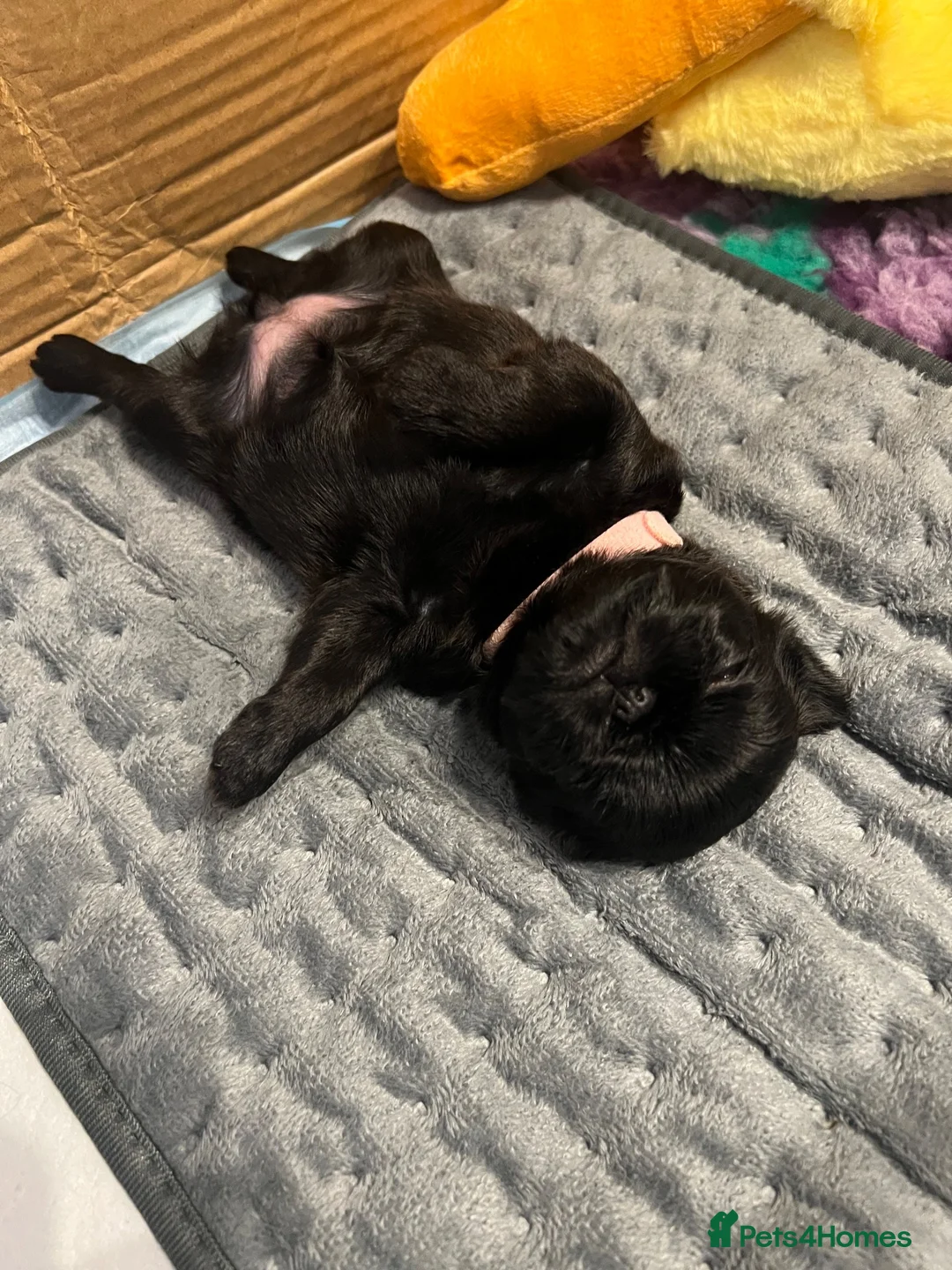 Griffon Bruxellois dogs for sale: KC Brussels Griffon pups for sale to loving homes  - Advert 26