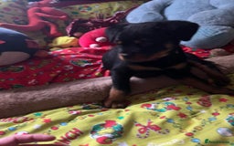 Rottweiler dogs for sale: Gorgeous Male Rotty Pup for Sale! Ready to Leave - Advert 4