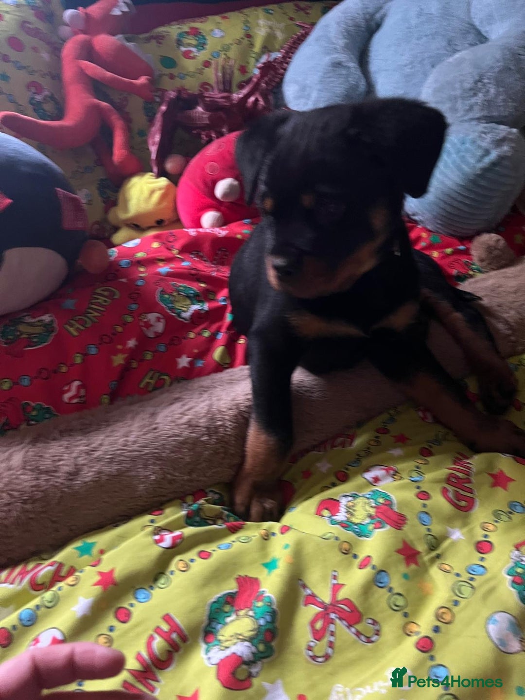 Rottweiler dogs for sale: Gorgeous Male Rotty Pup for Sale! Ready to Leave - Advert 4