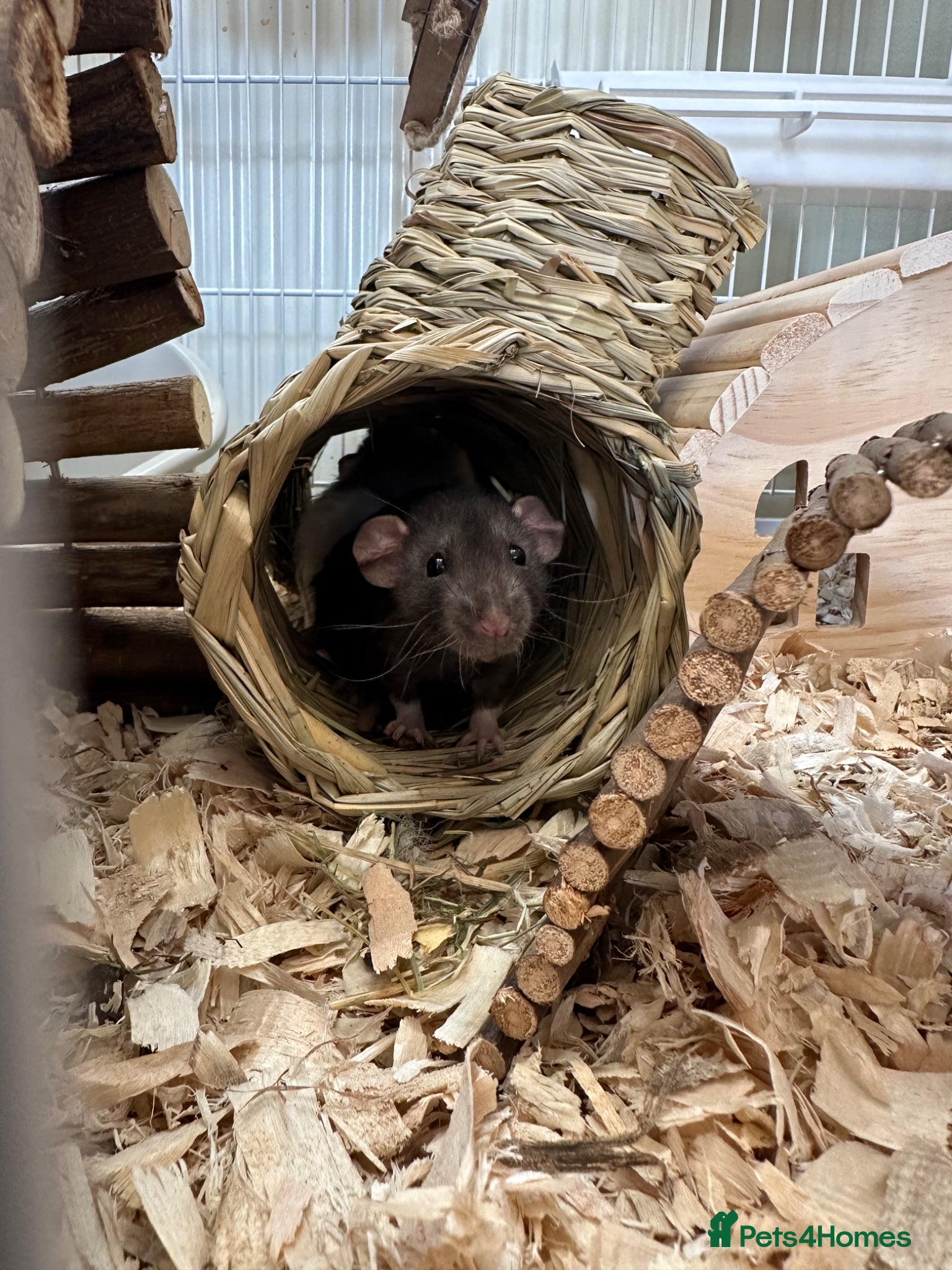 Rat rodents for sale: Baby rats for sale  - Advert 2