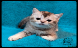 Scottish Fold cats for sale: TICA Registered Scottish kittens - Image 13