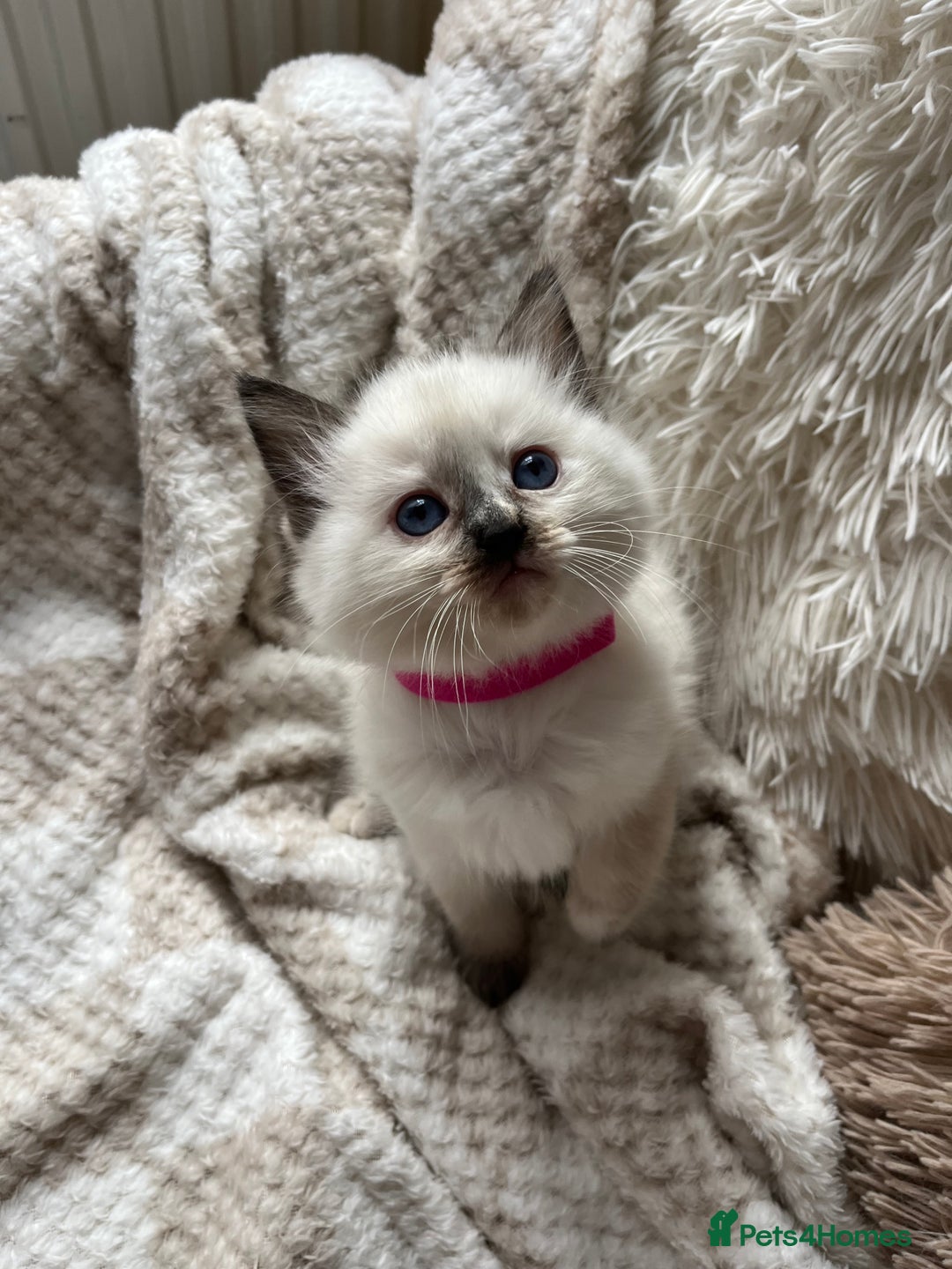 Ragdoll cats for sale: Stars 5 ⭐ Pure Ragdoll 💛 Lots of love 💛 - Image 5