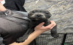Staffordshire Bull Terrier dogs for sale: Staffordshire bull terrier puppies for sale  - Image 1