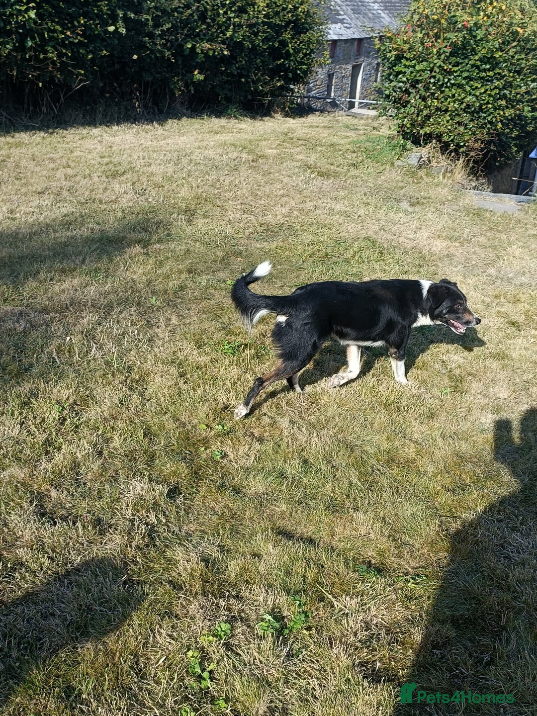 Border Collie dogs for sale: Border Collies for sale - Image 3