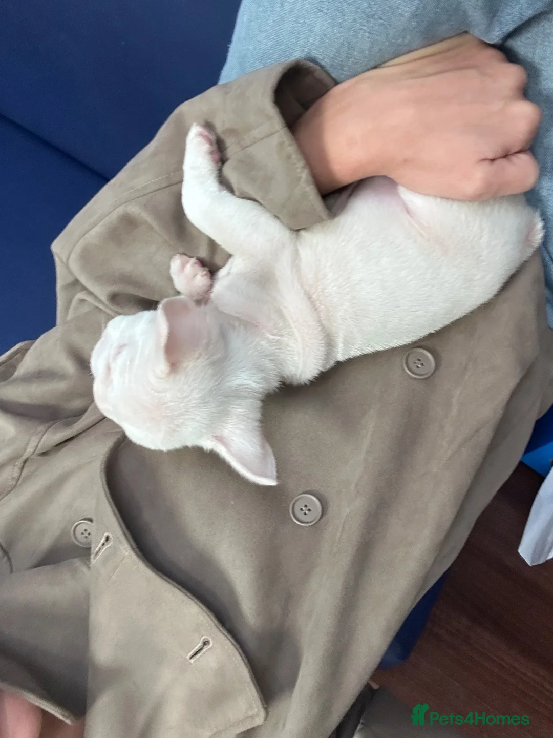 French Bulldog dogs for sale: Stunning Frenchie Boy - Advert 7