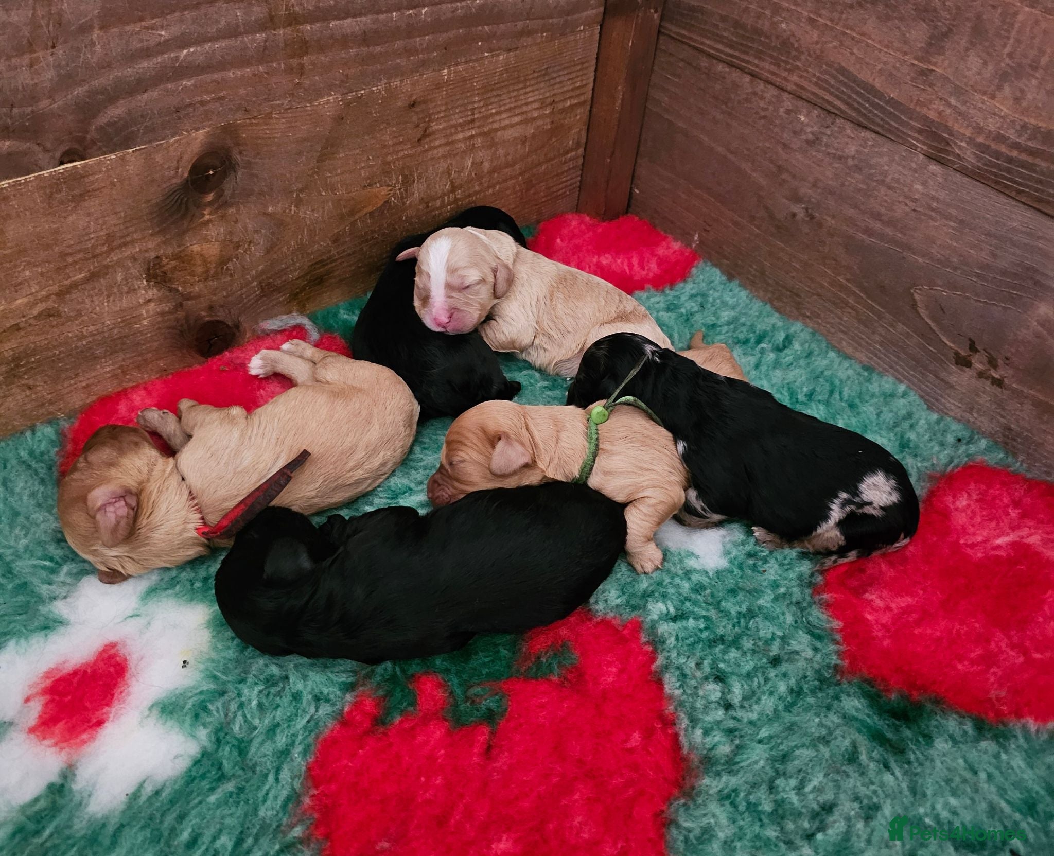 Cavapoo dogs Health tested F1 Cavapoo puppies - Advert 1