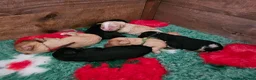 Cavapoo dogs for sale: Health tested F1 Cavapoo puppies - Advert 8