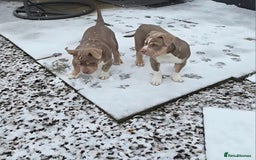 American Bully dogs for sale: Pocket Bully  - Advert 5