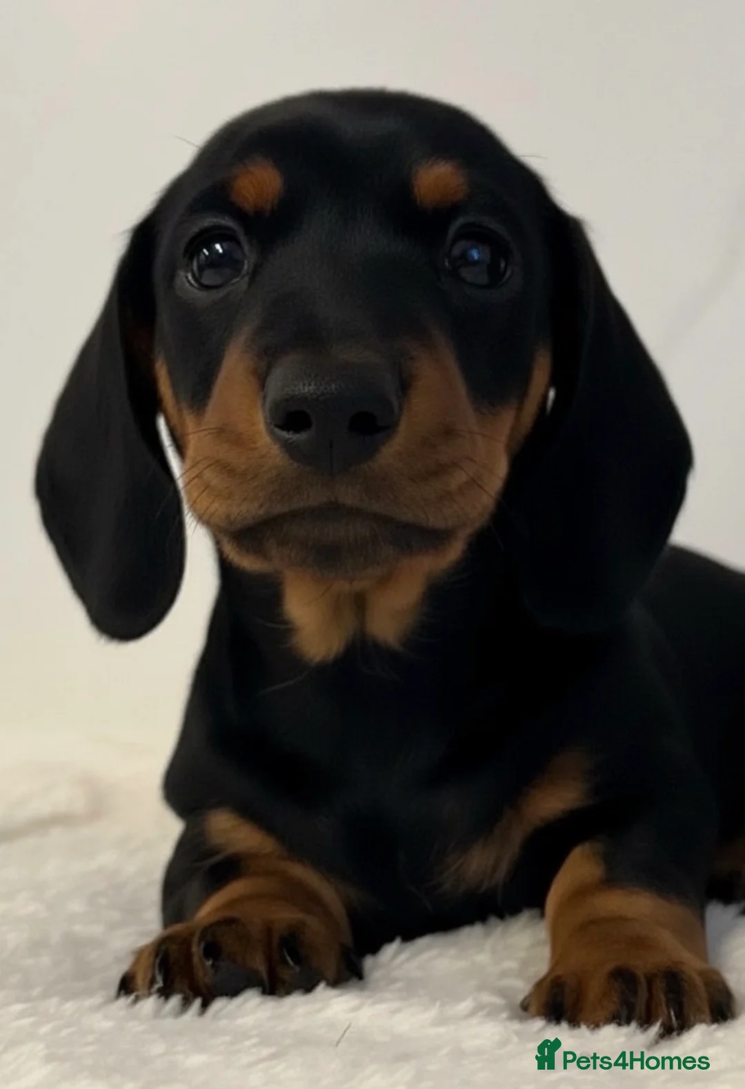 Miniature Dachshund dogs for stud: Kc reg Black and Tan mini smooth. - Advert 13