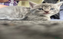 Mixed Breed cats for sale: Mixed grey kittens  - Image 10
