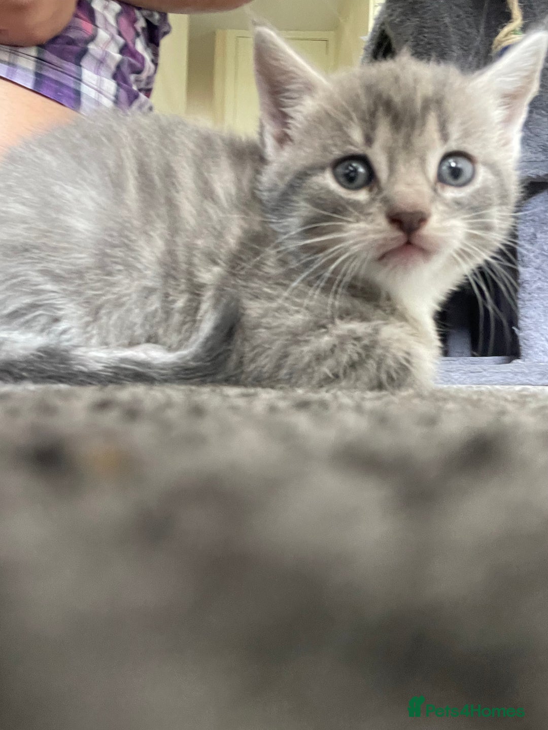 Mixed Breed cats for sale: Mixed grey kittens  - Image 10