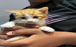 Mixed Breed cats for sale: 6 beautiful kittens (3 male, 3 females) for sale - Image 1
