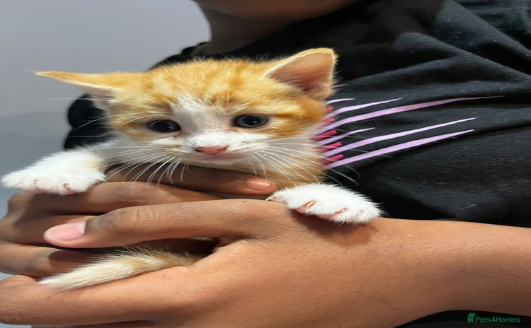 Mixed Breed cats - Advert 2