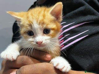 Mixed Breed cats - Advert 7