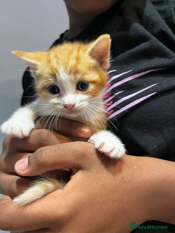 Mixed Breed cats - Advert 2
