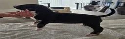English Bull Terrier dogs for sale: Stunning English bull terrier puppies  - Advert 17
