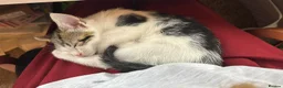 Mixed Breed cats for sale: Lovely Young Kitten For Sale - Advert 4