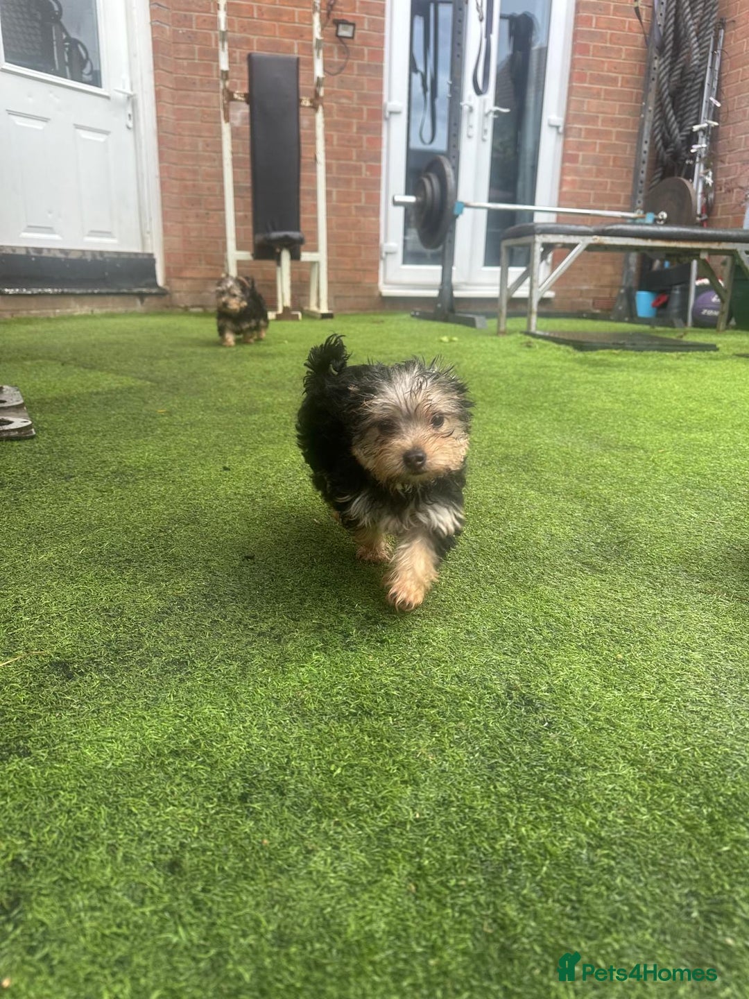 Yorkshire Terrier dogs for sale: Yorkshire terriers 1 boy 3 girls - Advert 27