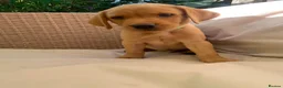 Labrador Retriever dogs for sale:  KC Labrador puppies   - Advert 14
