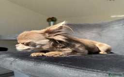 Chihuahua dogs for sale: Long haired lilac chihuahua girl - Image 2