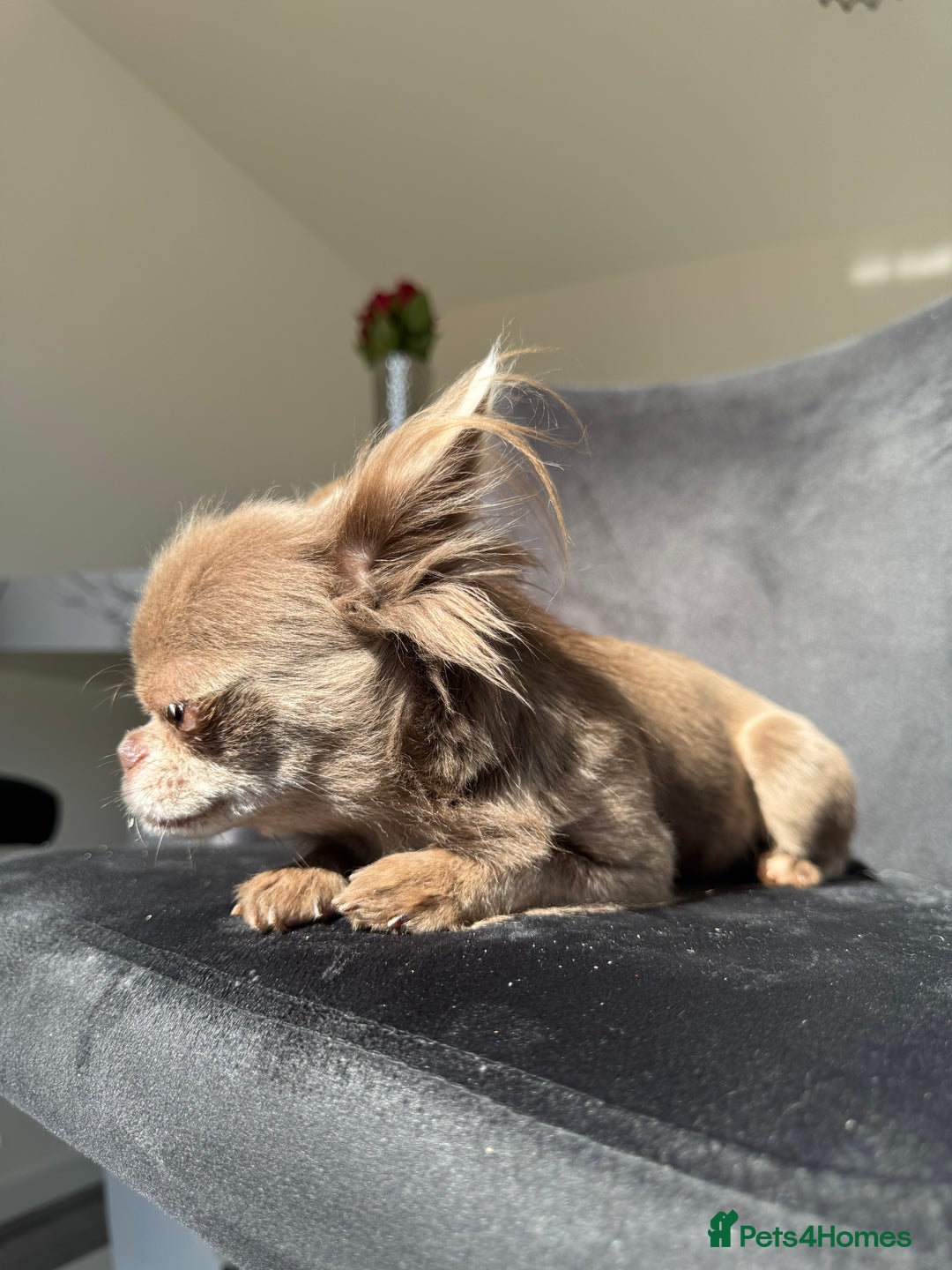 Chihuahua dogs for sale: Long haired lilac chihuahua girl - Image 2