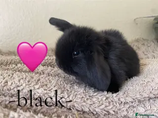 Mini Lop rabbits -One Gorgeous Mini Lop for Sale- - Advert 17