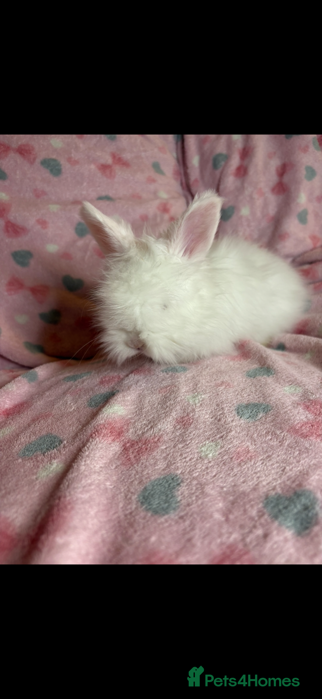 Angora rabbits for sale: Gorgeous fluffy little angora baby bunnies - Image 21